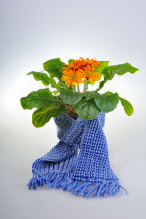 Flower got cold and put on a scarfの写真素材