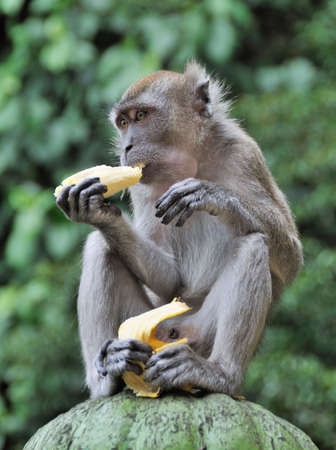 Monkey eating Banana against blurred green backgroundの写真素材