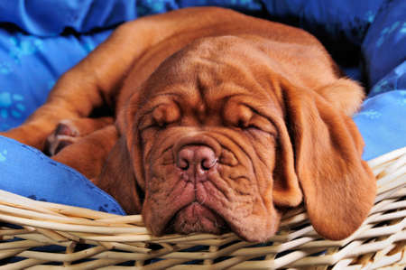 Lovely Dogue De Bordeaux Puppy Sleeping sweetlyの写真素材