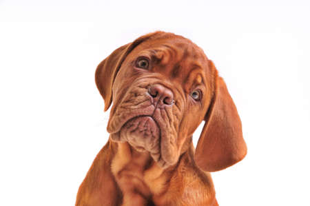 Portrait of Lovely Dogue De Bordeaux Puppyの写真素材