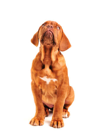 Puppy of Dogue de Bordeaux Looking Upの写真素材