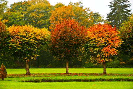 Three Round-Cut Autumn Trees in a Parkの写真素材
