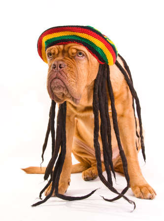 Funny Dog in Rastafarian Hat with Dreadlocksの写真素材