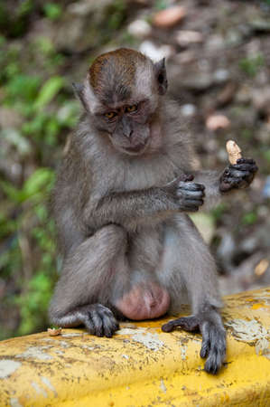 Sad Monkey Holding a Peanut on Green Background
の写真素材