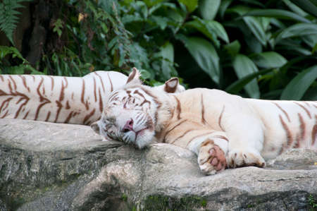 two white tigers sleeping on stoneの写真素材