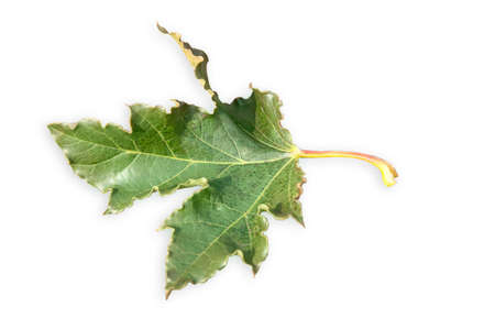 green maple leaf isolatedの写真素材