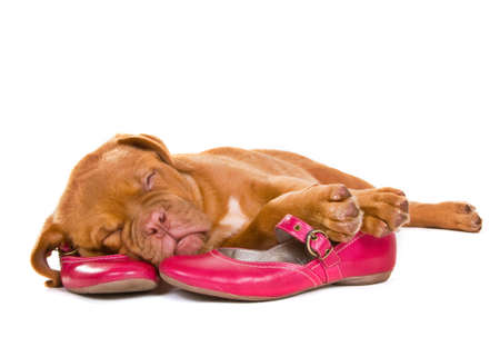 Nice Puppy Sleeping in her Master's Shoesの写真素材