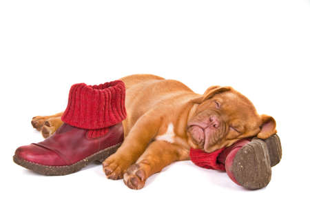 Cute Puppy Sleeping on Master's winter Bootsの写真素材