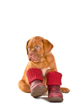 Puppy Wearing Winter Shoes ready for cold weather walkの写真素材
