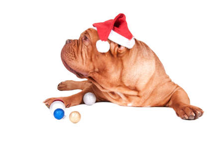 dogue de bordeaux looking aside surrounded by Christmas decorationsの写真素材