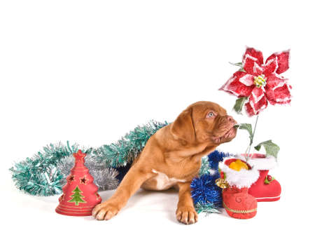 Puppy in Christmas Settings with poinsettia flowerの写真素材