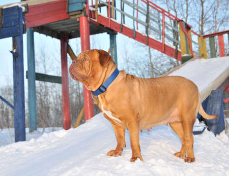 Dogue De Bordeaux Standing Gorgerously on a Sunny Winter Dayの写真素材