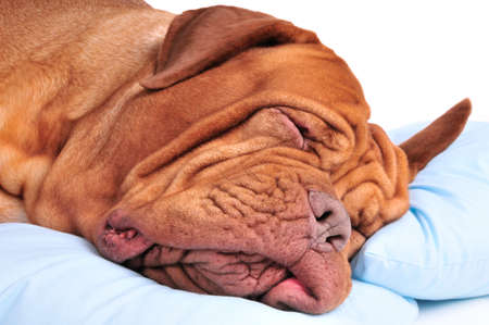 Wrinkled Dogue De Bordeaux Sleeping Sweetly on Pillowsの写真素材