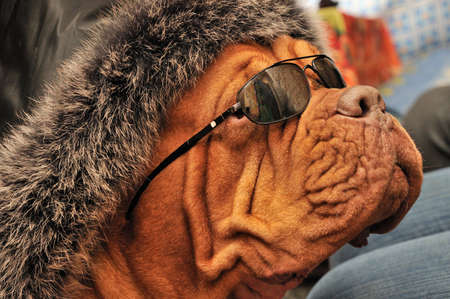Dogue De Bordeaux wearing Hat and Sunglassesの写真素材