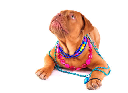 Happy Dogue De Bordeaux with lots of Necklacesの写真素材