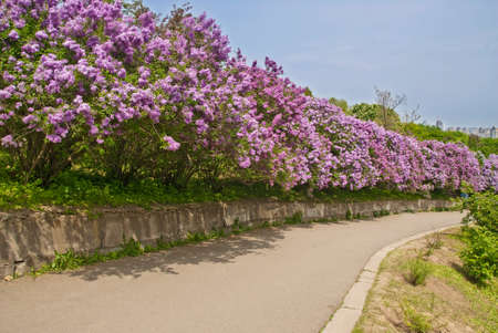 spring alley with purple lilac shrubs.の写真素材