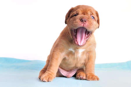 Cut 1-month old Puppy happily yawning wide open at cameraの写真素材