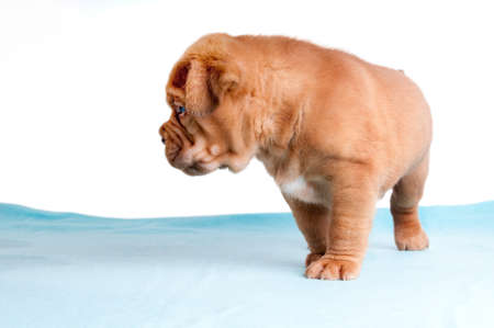 newborn puppy  wandering which way to goの写真素材