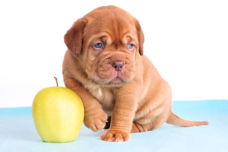 Puppy sitting with apple showing size and scaleの写真素材