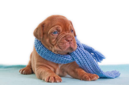A month old puppy of dogue de bordeaux with a shawl looking asideの写真素材