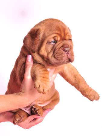 Young Dogue De  Bordeaux puppy in female handsの写真素材