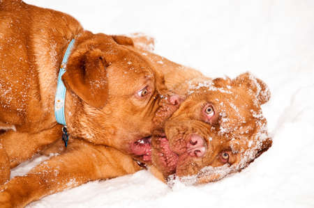 two puppies dogues de bordeaux playing in the snowの写真素材