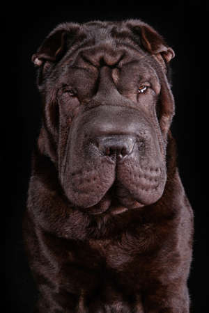 Very Serious Dog Portrait on Black Backgroundの写真素材