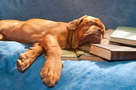 dogue de bordeaux sleeping in a sunny couch over a pile of booksの写真素材