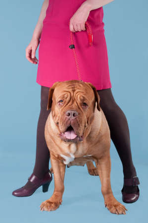 close up of girl's legs and a big dog de bordeaux on a leashの写真素材