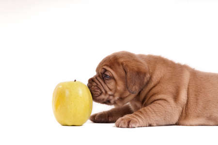a small lying puppy sniffing an apple almost it's sizeの写真素材