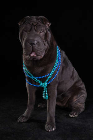 Beauty on  Black - Female Shar-Pei wearing Necklace on Black Backgroundの写真素材