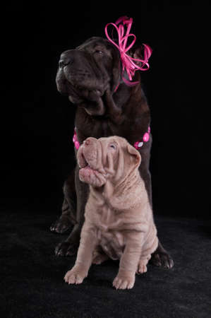 Happy Dog Friends - Big and Smallの写真素材