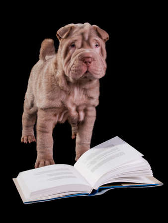 Smart Puppy is going to read a bookの写真素材
