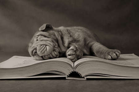 Puppy Fell Asleep in Early Morning after Long Study Hours - Sepia Tonedの写真素材