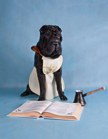 Young Black Dog Is Learning to Cookの写真素材