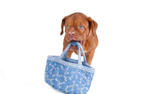 Cute little puppy playing with a nice blue bagの写真素材