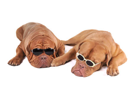 Two Big Dogs in Sunglasses Looking like Mafia