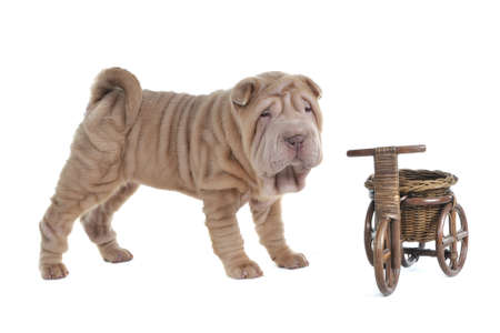 Funny Puppy near a Vintage Shopping Cartの写真素材