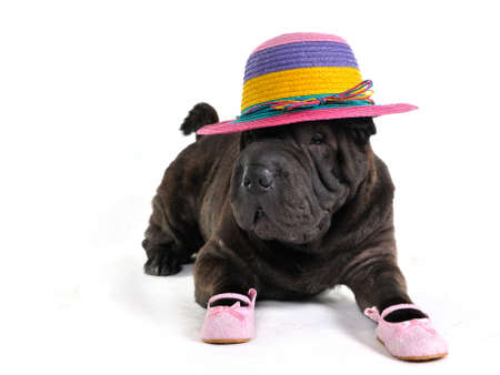 Fashionable Sharp-Pei is lying in Hat and Sandalsの写真素材