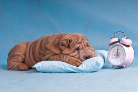 Cute Puppy reluctant to wake-up and overslept the alarmの写真素材