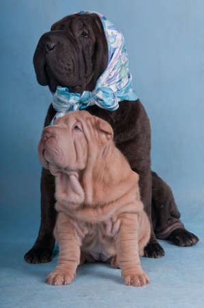 Shar-pei friends funny pictureの写真素材