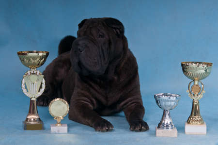 Proud multi-champion Shar-pei dog lying downの写真素材