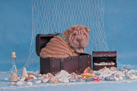 Puppy in Pirates Treasures Trunk in nautical settingsの写真素材