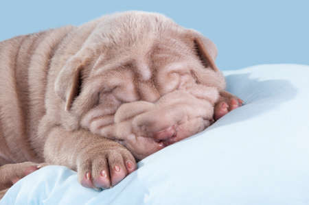 Cute little dog sleeping on a pillowの写真素材