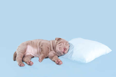 Cute little dog sleeping on a pillow on blue backgroundの写真素材