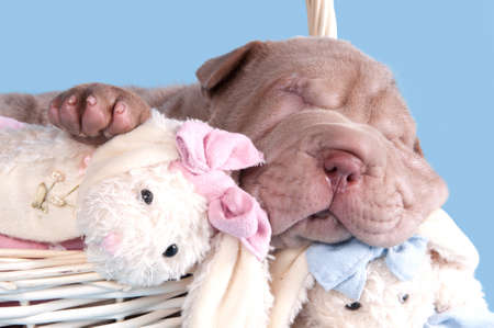 Cute puppy of dogue de bordeaux sleeping with a toy in a basketの写真素材
