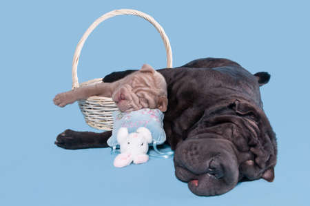 little puppy asleep in a basket with its big bullmastiff friendの写真素材