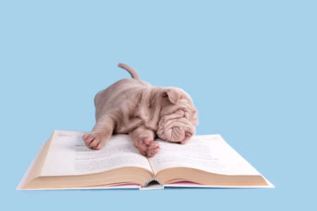 little puppy asleep while studying.の写真素材