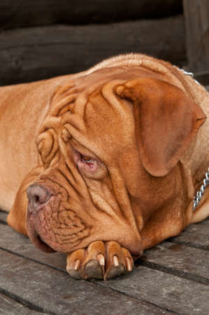 Sad and lonely dog waiting for its masterの写真素材