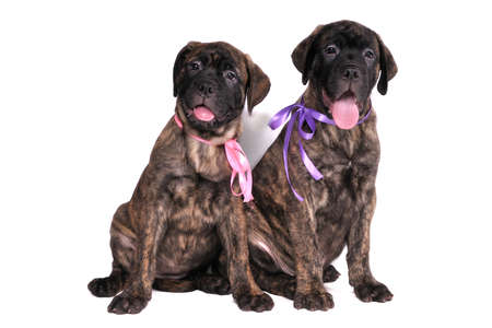 Dog friendship - two puppies sitting close to each otherの写真素材